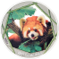999/1000 Feinsilber Prägung, Roten Pandas 2024 mit edler Farbveredelung